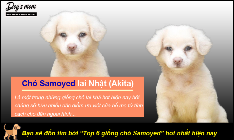 Top 6 giống chó Samoyed lai hot nhất hiện nay