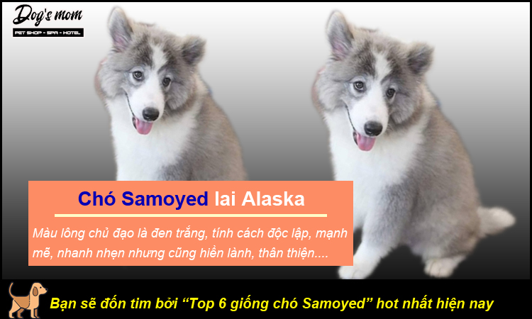 Top 6 giống chó Samoyed lai hot nhất hiện nay