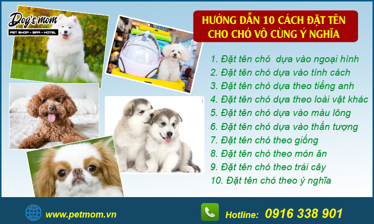 Cách đặt tên cho chó