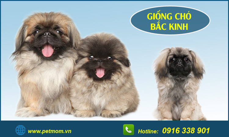 Các Giống Chó Bắc Kinh Lai (Poodle, Phốc Sóc, Nhật) Hot Nhất