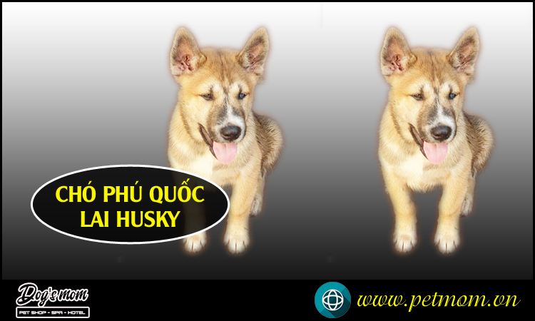 Cách Nhận Biết Chó Phú Quốc Thuần Chủng Và Các Giống Chó Lai