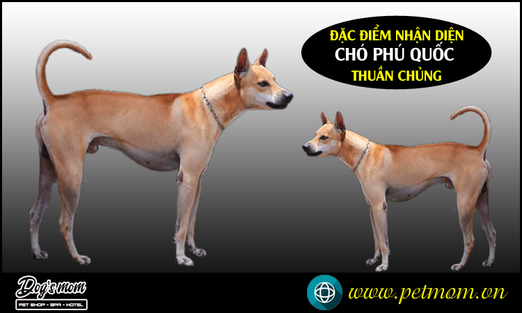 Cách Nhận Biết Chó Phú Quốc Thuần Chủng Và Các Giống Chó Lai