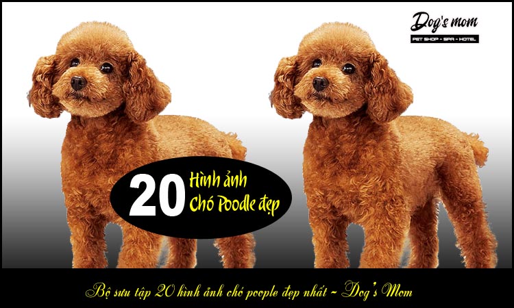 Tổng hợp 101 hình nền chó poodle mới nhất  cbnguyendinhchieu