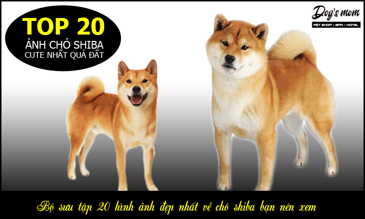 Tổng quan: Tất cả những gì bạn cần biết về giống chó Shiba – PetHealth