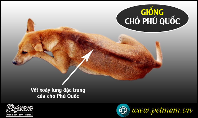 Cách Nhận Biết Chó Phú Quốc Thuần Chủng Và Các Giống Chó Lai