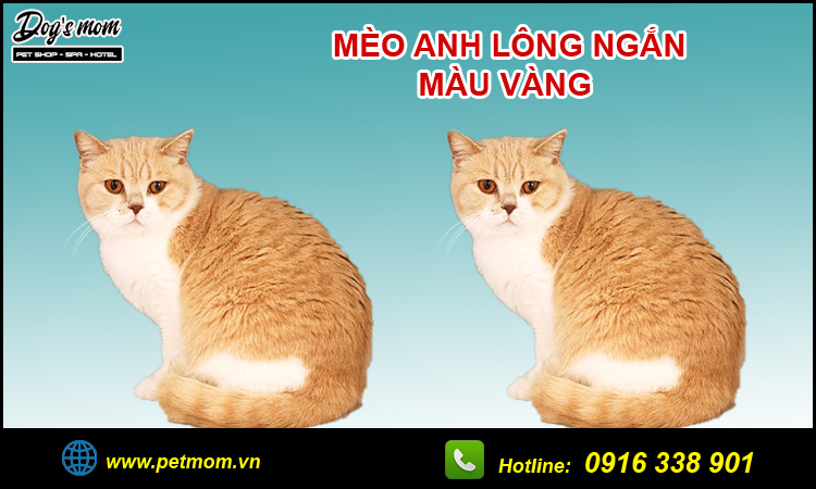 Mèo Vàng Hình ảnh PNG  Vector Và Các Tập Tin PSD  Tải Về Miễn Phí Trên  Pngtree