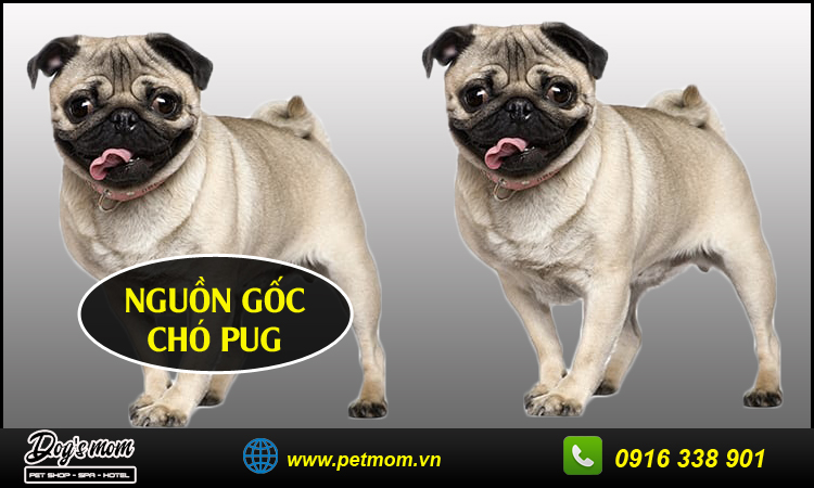 Chó pug mặt xệ thần thái trong vắt ngây thơ thả dáng bên cúc họa mi không  thua gì mẫu xịn | Chó pug tí hon, Chó pug vui nhộn, Động vật