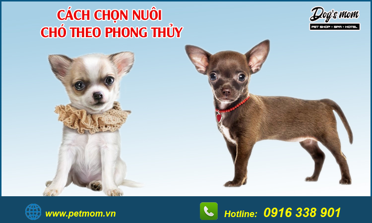 Cách chọn nuôi chó theo phong thủy hợp mệnh gia chủ nên tham khảo