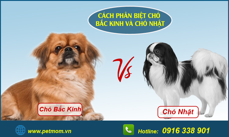 Các Giống Chó Bắc Kinh Lai (Poodle, Phốc Sóc, Nhật) Hot Nhất