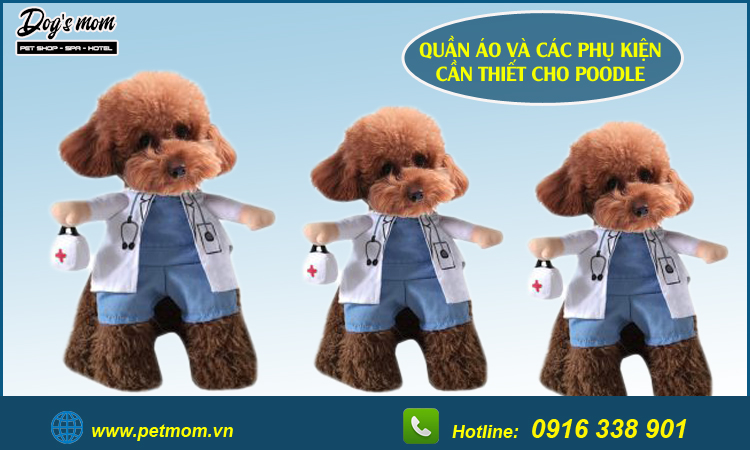 Phụ Kiện Và Quần Áo Cho Chó Poodle Bạn Nên Chọn Như Thế Nào?