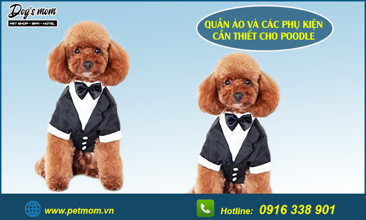 Phụ Kiện Và Quần Áo Cho Chó Poodle Bạn Nên Chọn Như Thế Nào?